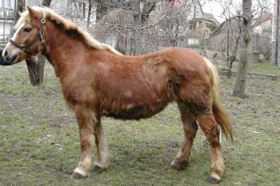 K305 Lady - foto z r. 2003